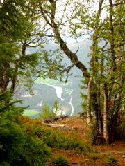 skog